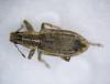 Sitona sp.